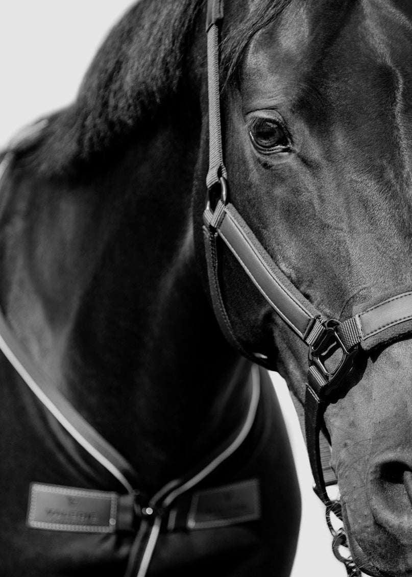 The Art of Harmony: The Story Behind Valerie Equestrian